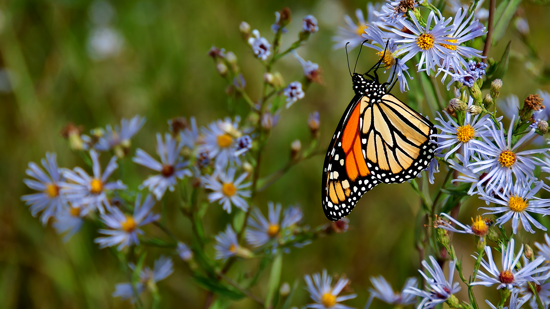 Écologie, biodiversité et phytotechnologies
