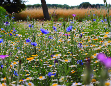 Gestion différenciée