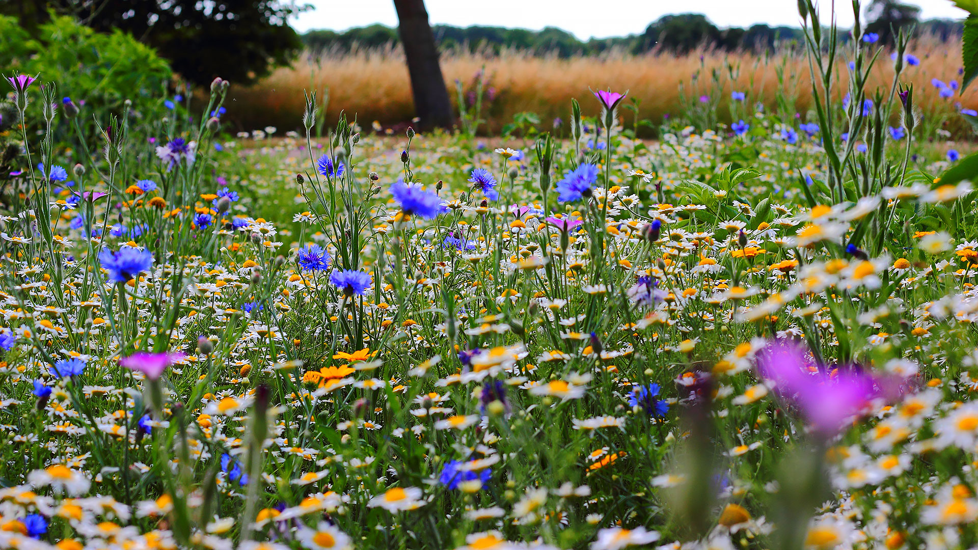 Horticulture Urbaine