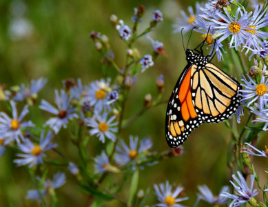 Écologie, biodiversité et phytotechnologies
