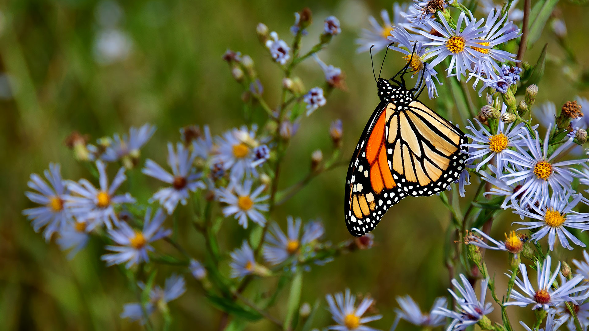 Horticulture Urbaine
