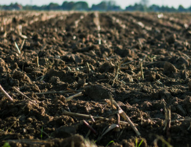 Phytoremédiation des sols