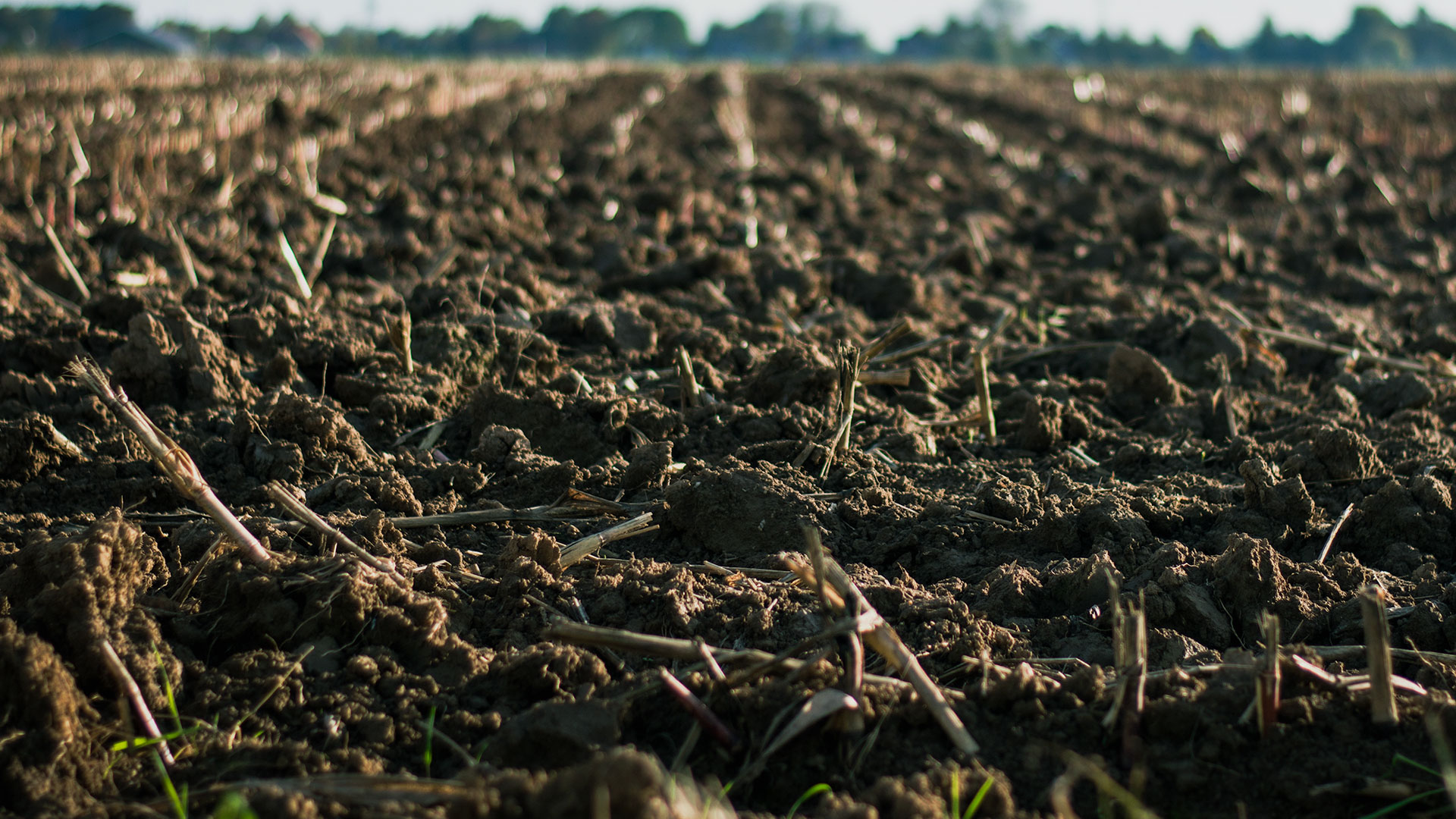 Horticulture Urbaine